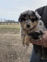 Blue Merle F, a female Australian Shepherd for sale in Toledo, IL – Photo 1 of 3