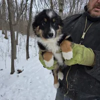 Black Tri M2, a male Australian Shepherd and Miniature Australian Shepherd for sale in Toledo, IL – Photo 1 of 4