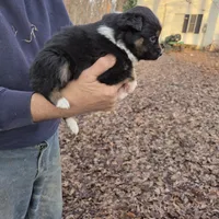 Black Tri M2, a male Australian Shepherd and Miniature Australian Shepherd for sale in Toledo, IL – Photo 3 of 4