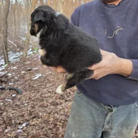 Black Tri M2, a male Australian Shepherd and Miniature Australian Shepherd for sale in Toledo, IL – Photo 4 of 4