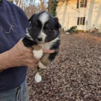 Black Tri M2, a male Australian Shepherd and Miniature Australian Shepherd for sale in Toledo, IL – Photo 2 of 4