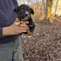 Black Tri F1, a female Australian Shepherd for sale in Toledo, IL – Photo 2 of 4