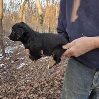Black Tri F1, a female Australian Shepherd for sale in Toledo, IL – Photo 4 of 4