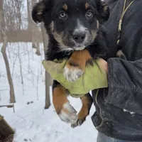 Black Tri F1, a female Australian Shepherd for sale in Toledo, IL – Photo 1 of 4