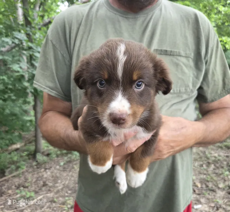Red Tri M3 – Australian Shepherd, Miniature Australian Shepherd puppy for sale in Toledo, IL