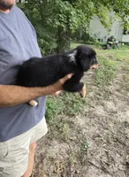 Black Tri F1, a female Australian Shepherd for sale in Toledo, IL – Photo 2 of 3