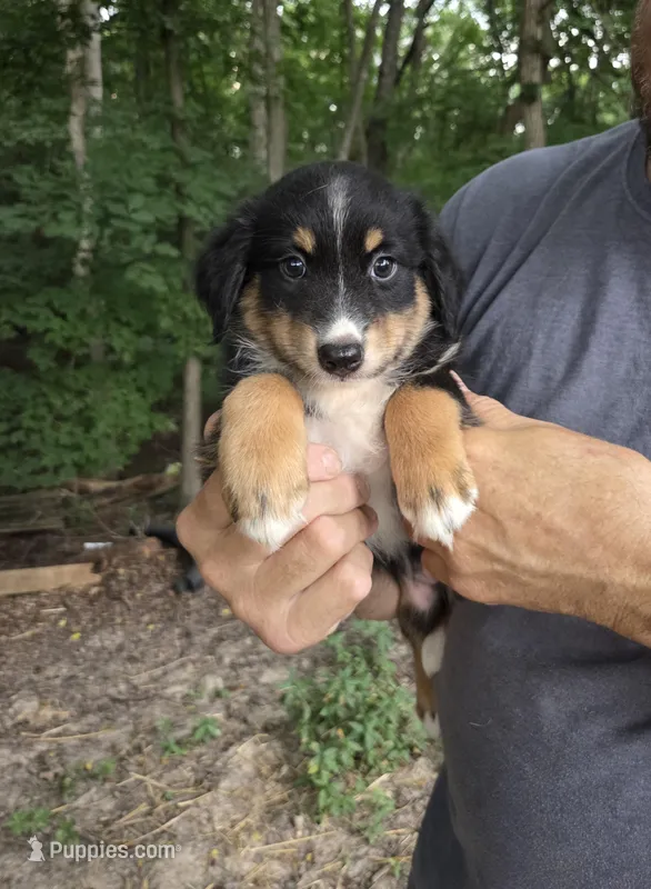Black Tri F1, a female Australian Shepherd for sale in Toledo, IL – Photo 1 of 3