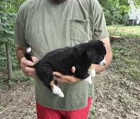 Black Tri F1, a female Australian Shepherd and Miniature Australian Shepherd for sale in Toledo, IL – 2 of 3