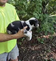 Blue Merle M2, a male Australian Shepherd for sale in Toledo, IL – Photo 3 of 4