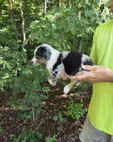 Blue Merle M2, a male Australian Shepherd for sale in Toledo, IL – Photo 2 of 4