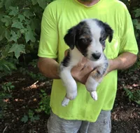 Blue Merle M2, a male Australian Shepherd for sale in Toledo, IL – Photo 4 of 4