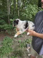 Blue Merle F2, a female Australian Shepherd for sale in Toledo, IL – Photo 3 of 4