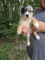 Blue Merle F2, a female Australian Shepherd for sale in Toledo, IL – Photo 2 of 4