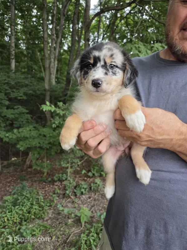 Blue Merle F2