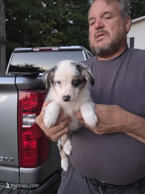 Blue Merle F2 – Australian Shepherd puppy for sale in Toledo, IL