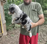Blue Merle M, a male Australian Shepherd and Miniature American Shepherd for sale in Toledo, IL – 4 of 4