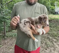 Red Merle M1, a male Australian Shepherd and Miniature Australian Shepherd for sale in Toledo, IL – 3 of 3