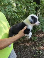 Black Tri M1, a male Australian Shepherd for sale in Toledo, IL – Photo 3 of 5