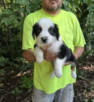 Black Tri M1, a male Australian Shepherd for sale in Toledo, IL – Photo 5 of 5