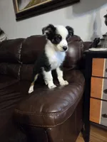 Black Tri M1, a male Australian Shepherd for sale in Toledo, IL – Photo 1 of 5