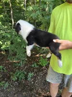 Black Tri M1, a male Australian Shepherd for sale in Toledo, IL – Photo 4 of 5