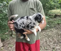 Blue Merle M, a male Australian Shepherd and Miniature American Shepherd for sale in Toledo, IL – 2 of 4