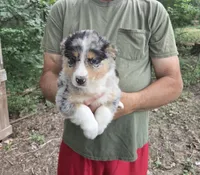 Blue Merle F, a female Australian Shepherd and Miniature American Shepherd for sale in Toledo, IL – 4 of 4