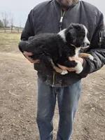 Black Tri M, a male Australian Shepherd for sale in Toledo, IL – Photo 3 of 3
