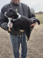 Black Tri M, a male Australian Shepherd for sale in Toledo, IL – Photo 2 of 3
