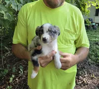 Blue Merle M1, a male Australian Shepherd for sale in Toledo, IL – Photo 4 of 4