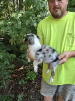 Blue Merle M1, a male Australian Shepherd for sale in Toledo, IL – Photo 3 of 4