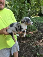 Blue Merle M1, a male Australian Shepherd for sale in Toledo, IL – Photo 2 of 4
