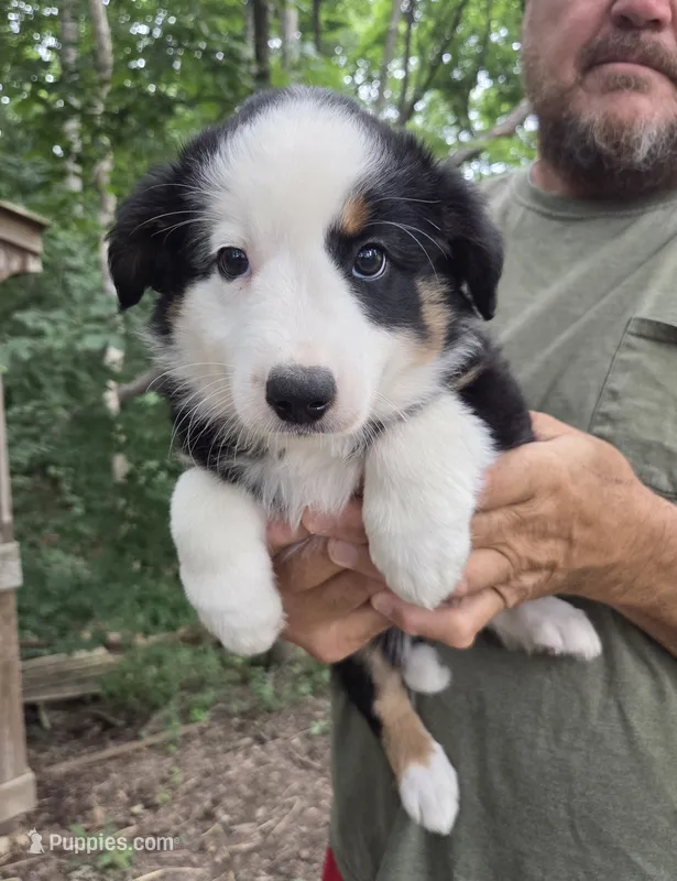Black Tri M1 – Australian Shepherd, Miniature American Shepherd puppy for sale in Toledo, IL
