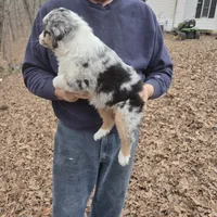 Blue Merle F3, a female Australian Shepherd and Miniature Australian Shepherd for sale in Toledo, IL – Photo 2 of 3