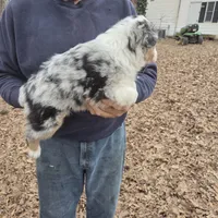 Blue Merle F3, a female Australian Shepherd and Miniature Australian Shepherd for sale in Toledo, IL – Photo 3 of 3