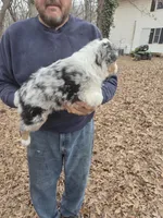 Blue Merle F3, a female Australian Shepherd and Miniature Australian Shepherd for sale in Toledo, IL – Photo 3 of 3