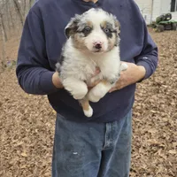 Blue Merle F3, a female Australian Shepherd and Miniature Australian Shepherd for sale in Toledo, IL – Photo 1 of 3