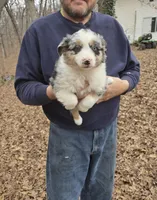 Blue Merle F3, a female Australian Shepherd and Miniature Australian Shepherd for sale in Toledo, IL – Photo 1 of 3