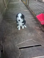 Black Tri M1, a male Australian Shepherd and Miniature Australian Shepherd for sale in Toledo, IL – 5 of 5