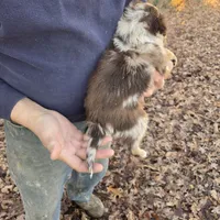 Red Merle F2, a female Australian Shepherd for sale in Toledo, IL – Photo 4 of 4