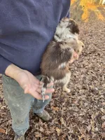 Red Merle F2, a female Australian Shepherd for sale in Toledo, IL – Photo 4 of 4