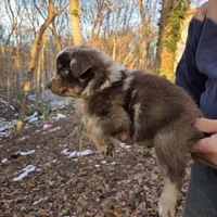 Red Merle F2, a female Australian Shepherd for sale in Toledo, IL – Photo 3 of 4