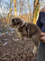 Red Merle F2, a female Australian Shepherd for sale in Toledo, IL – Photo 3 of 4
