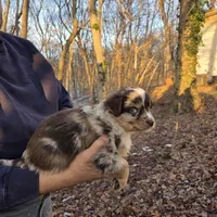 Red Merle F2, a female Australian Shepherd for sale in Toledo, IL – Photo 2 of 4