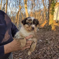 Red Merle F2, a female Australian Shepherd for sale in Toledo, IL – Photo 1 of 4
