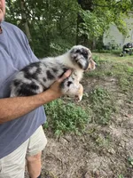 Blue Merle M4, a male Australian Shepherd for sale in Toledo, IL – Photo 2 of 3