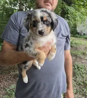 Blue Merle M4, a male Australian Shepherd for sale in Toledo, IL – Photo 1 of 3