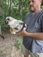 Blue Merle M4, a male Australian Shepherd for sale in Toledo, IL – Photo 3 of 3