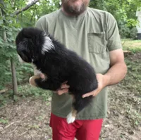 Black Tri F1, a female Australian Shepherd and Miniature Australian Shepherd for sale in Toledo, IL – 3 of 3