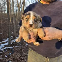 Red Merle F1, a female Australian Shepherd for sale in Toledo, IL – Photo 1 of 4